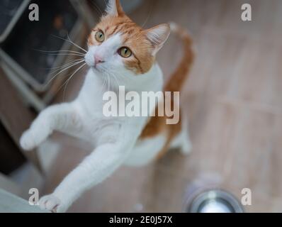 Weiße und braune Katze mit gelben Augen steht auf ihr Hinterbeine Stockfoto
