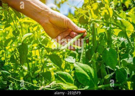 Erbsen auf dem Feld, auf dem Bauernhof geerntet Stockfoto