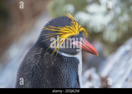 Makkaroni-Pinguin (Eudytes chrysolophus), Ost-Falkland, Falkland-Inseln Stockfoto