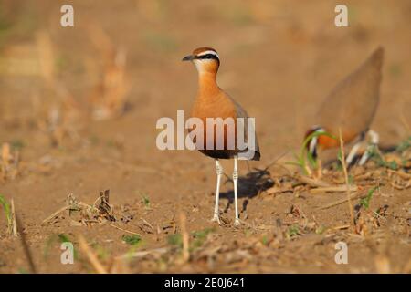 Ein schöner erwachsener Indian Courser (Cursorius coromandelicus) in einem Feld in Gujarat, Indien Stockfoto