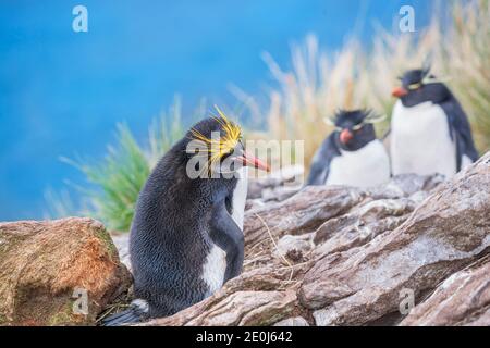 Makkaroni-Pinguin (Eudytes chrysolophus) und Steintrichter-Pinguine (Eudytes chrysocome chrysocome) auf einer felsigen Insel, East Falkland, Falkland Islands, S Stockfoto