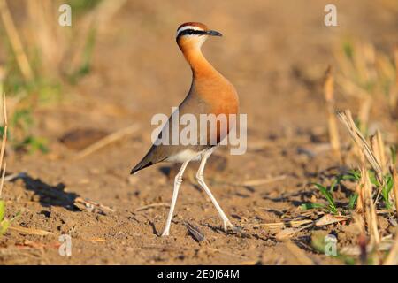 Ein schöner erwachsener Indian Courser (Cursorius coromandelicus) in einem Feld in Gujarat, Indien Stockfoto