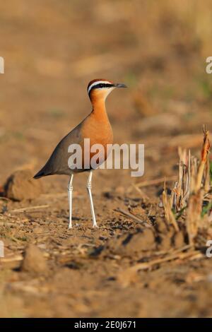 Ein schöner erwachsener Indian Courser (Cursorius coromandelicus) in einem Feld in Gujarat, Indien Stockfoto