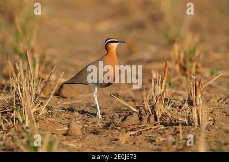 Ein schöner erwachsener Indian Courser (Cursorius coromandelicus) in einem Feld in Gujarat, Indien Stockfoto