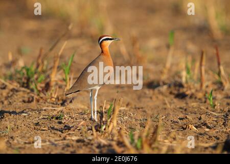 Ein schöner erwachsener Indian Courser (Cursorius coromandelicus) in einem Feld in Gujarat, Indien Stockfoto