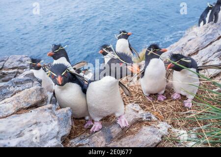 Gruppe von rockhopperpinguinen (Eudyptes chrysocome chrysocome) auf einer Felsinsel, Ostfalkland, Falklandinseln, Südamerika Stockfoto