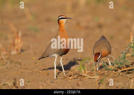 Ein schöner erwachsener Indian Courser (Cursorius coromandelicus) in einem Feld in Gujarat, Indien Stockfoto