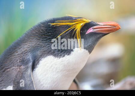 Nahaufnahme eines Makkaroni-Pinguins (Eudyptes chrysolophus), Ostfalkland, Falklandinseln, Südamerika Stockfoto