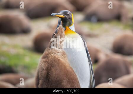 Ein erwachsener Königspinguin (Aptenodytes patagonicus) mit seinem Küken, Volunteer Point, East Falkland, Falkland Islands, South Atlantic, Südamerika Stockfoto