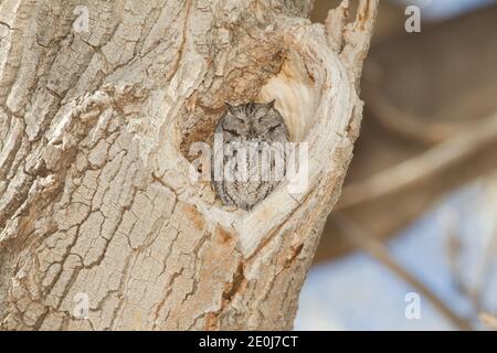 WESTERN Screech-Owl, Megascos kennicottii, in Hohlraum von Fremont Cottonwood Tree, Populus fremontii. Stockfoto