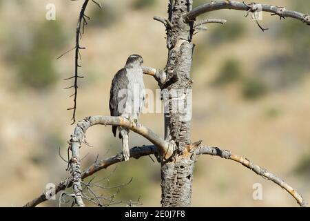 Nördliche Goshawk Weibchen, Accipiter gentilis, thront in toten Baum. Stockfoto