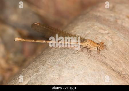 Blauberingte Tänzerin Damselfly weiblich, Argia sedula, Coenagrionidae. Stockfoto