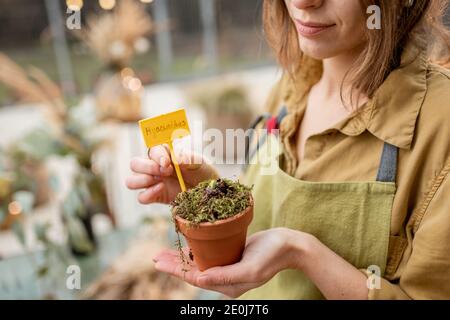 Weibliche Floristin hält Blumentopf mit hyacinthus im Freien Stockfoto