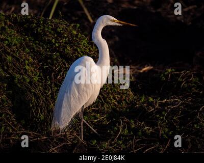 Weißer Reiher in Staten Island Preserve, Kalifornien Stockfoto