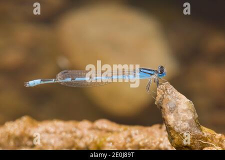 Vertraut Bluet Damselfly Männchen, Enallagma civile, Coenagrionidae. Stockfoto