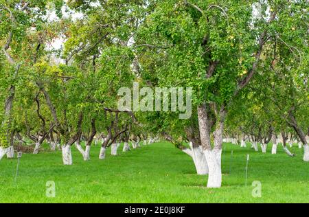 Blick auf den Apfelgarten. Apfelbäume mit reifen Früchten im Garten im Spätsommer oder Frühherbst. Selektiver Fokus, horizontale Ausrichtung. Stockfoto