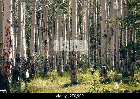 Colorado Sommerlandschaften und Texturen Stockfoto