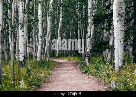 Colorado Sommerlandschaften und Texturen Stockfoto