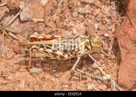 Rotschanker-Männchen, Xanthippus corallipes pantherinus, Acrididae. Stockfoto