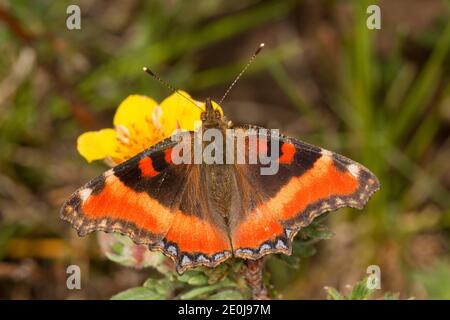 Milbert's Tortoiseshell Butterfly, Aglais milberti, Nymphalidae. Stockfoto