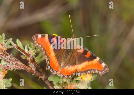 Milbert's Tortoiseshell Butterfly, Aglais milberti, Nymphalidae. Stockfoto