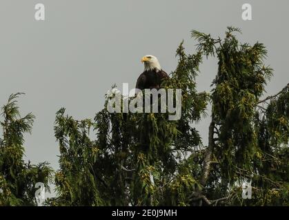Der Erwachsene Weißkopfadler thronte hoch in einem Nadelbaum. Stockfoto