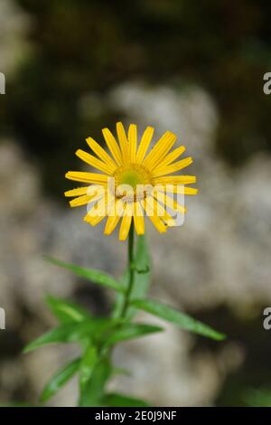 Gelb blühende Buphthalmom salicifolium in den Bergen des Triglav Nationalparks, Bohinj, Slowenien Stockfoto