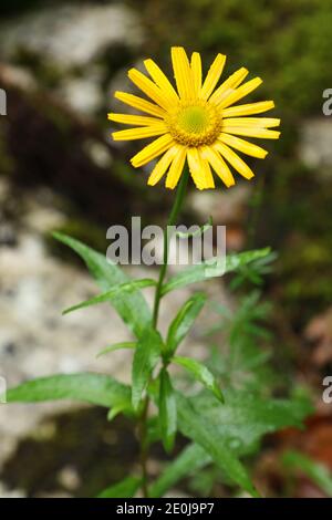 Gelb blühende Buphthalmom salicifolium in den Bergen des Triglav Nationalparks, Bohinj, Slowenien Stockfoto