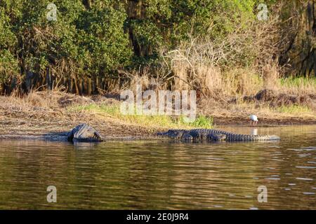 Amerikanische Alligatoren; Sonnen am Wasserrand, Alligator mississippiensis; Tier; Natur; Reptil; Tierwelt; goldenes Stundenlicht, Myakka River State Par Stockfoto