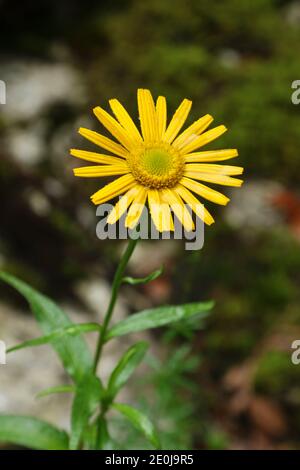 Gelb blühende Buphthalmom salicifolium in den Bergen des Triglav Nationalparks, Bohinj, Slowenien Stockfoto