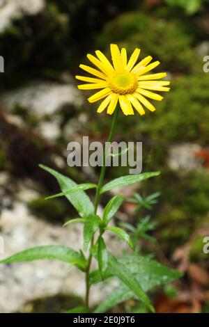 Gelb blühende Buphthalmom salicifolium in den Bergen des Triglav Nationalparks, Bohinj, Slowenien Stockfoto