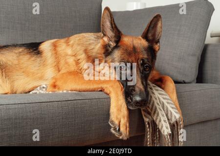 Reinrassige junge deutsche Schäferhund liegt zusammengekrümmt auf einem Sofa im Schlafzimmer. Porträt eines Haustiers. Stockfoto