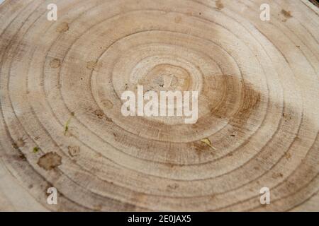 Eine Nahaufnahme eines Baumstamms aus Holz Stockfoto