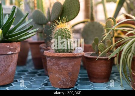 Nahaufnahme der Kaktuspflanze im alten Terracota Tontopf Im Gewächshaus Stockfoto