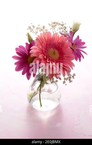 Bunte rosa Gänseblümchen Gerbera Blumen in einer Vase auf weißem Hintergrund. Nahaufnahme. Stockfoto