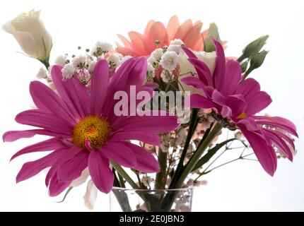 Bunte rosa Gänseblümchen Gerbera Blumen in einer Vase auf weißem Hintergrund. Nahaufnahme. Stockfoto