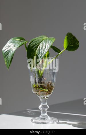 Junge Sprossen aus Goldpothos / Epipremnum aureum mit Wurzel aus transparentem Weinglas auf dem Tisch, blauer Hintergrund mit Sonnenlicht. Vertikal. Stockfoto