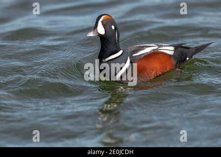 Ausgewachsener Rüde Harlequin Duck Histrionicus histrionicus entlang der Atlantikküste in New Jersey, USA Stockfoto