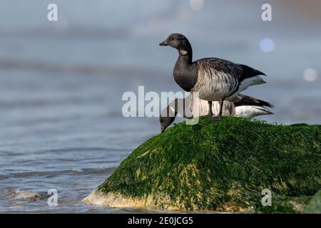 Atlantic Brent Goose, scharfes, detailreiches Porträt, an der Küste von New Jersey Stockfoto