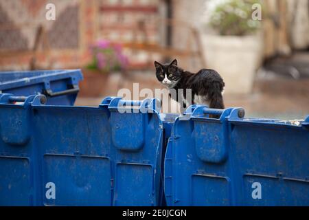 Obdachlose streunende schwarze Katze sitzt auf Mülleimer, auf der Suche nach Nahrung in Müllcontainer, Blick auf die Kamera. Stockfoto