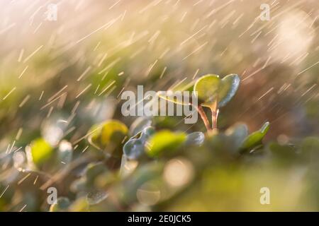 Junge grüne Sprossen/Sämlinge Rucola unter Regentropfen, selektiver Weichfokus. Makroaufnahme. Gartenbau, Anbau, Pflanzkonzept. Neue Lebenspflanze Stockfoto