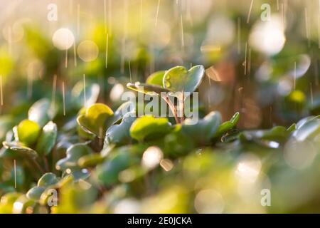 Junge grüne Sprossen/Sämlinge Rucola unter Regentropfen, selektiver Weichfokus. Makroaufnahme. Gartenbau, Anbau, Pflanzkonzept. Neue Lebenspflanze Stockfoto