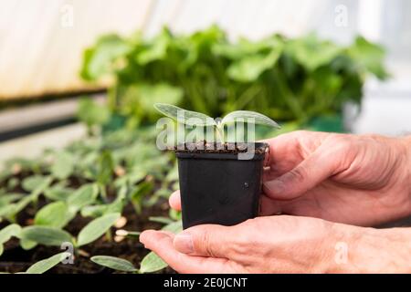 Nahaufnahme von man Farmer Hände halten einen Topf mit Gurken Sämlinge in Treibhaus. Stockfoto