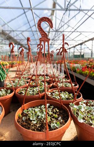 Hängende Plastiktöpfe mit jungen Blumenpflanzen wächst im Gewächshaus, Kindergarten. Grüner Sämling im Gartencenter Stockfoto