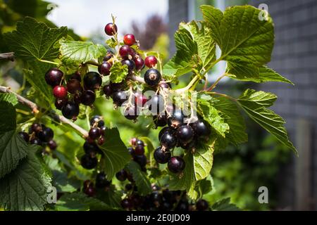 Mein Hausgarten Bio-Produkte. Schwarze Johannisbeeren (Ribes nigrum). Stockfoto