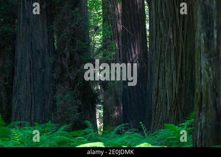 Riesige Baumstämme und Farne im Humboldt Redwoods State Park Im Sommer Stockfoto