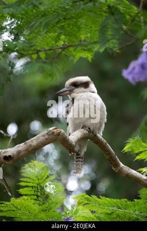 Profilbild von Australian Laughing Kookaburra in blühenden Jacaranda Baum, Victoria, Australien Stockfoto