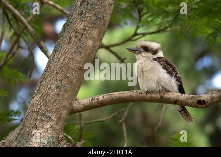 Junger Australier lachend Kookaburra in Jacaranda Baum Stockfoto