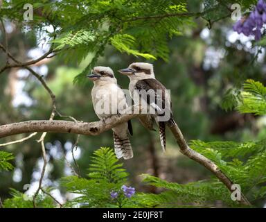 Australisches lachendes Kookaburra Paar, das im blühenden Jacaranda Baum sitzt Stockfoto