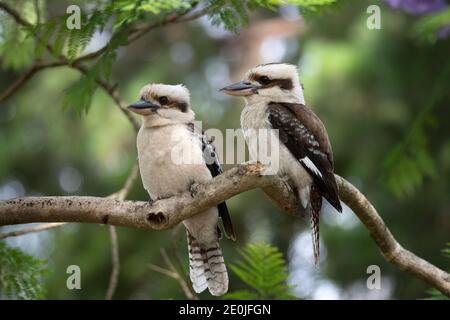 Australisches lachendes Kookaburra Paar in Jacaranda Baum Stockfoto